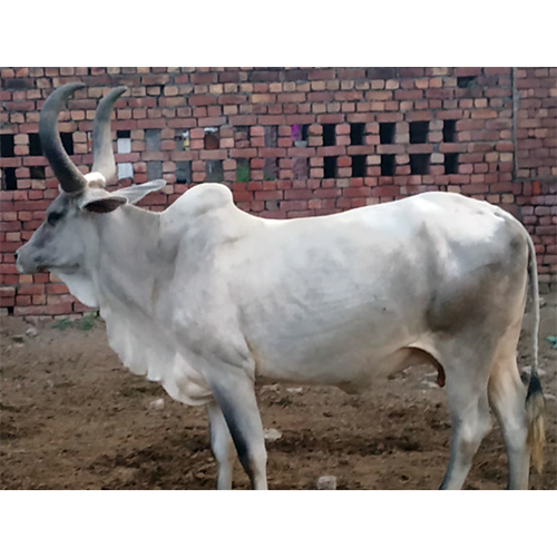 Tharparker Cow
