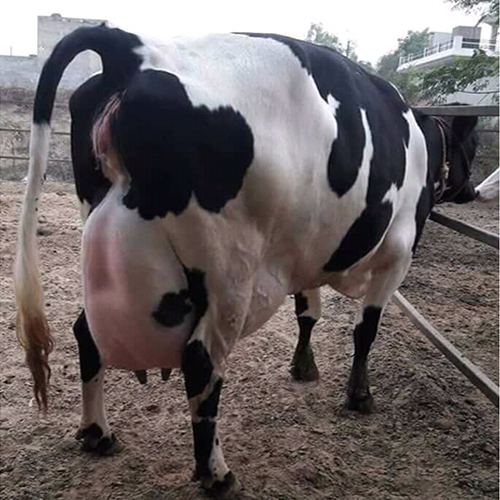 Abs Holstein Friesian Cow
