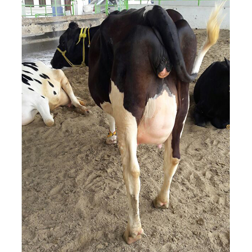 Pure Breed HF Cow