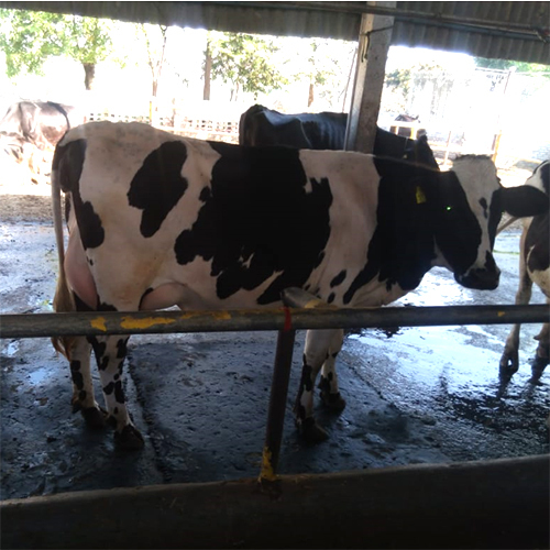 White And Black Pure Quality Hf Cow