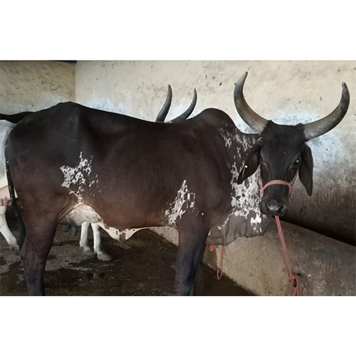 Kankrej Cow