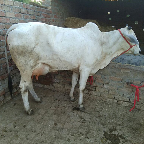 Top Quality Tharparker Cow