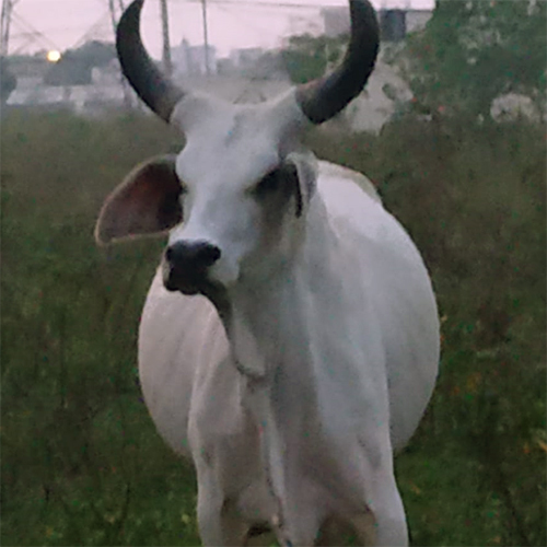Original Breed Tharparker Cow