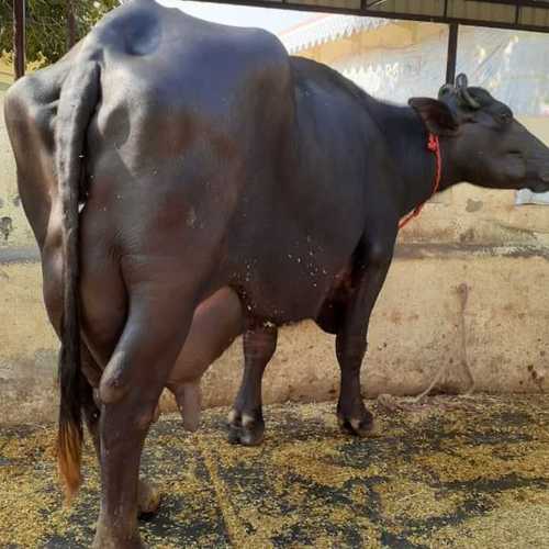 High Yield Black Murrah Buffalo Gender: Female