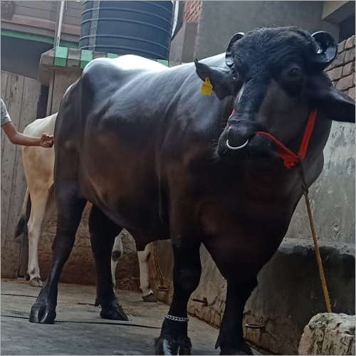 murrah bull