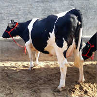 Pure Hf Cow - High Quality Dairy Breed, 10-25 Liter Daily Milk Capacity , Black And White Color Patterns