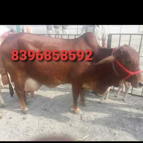 Top sahiwal cow