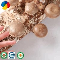 Qihe Fresh Organic Shiitake Mushroom Spawn With Good Service