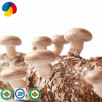 Qihe Fresh Organic Shiitake Mushroom Spawn With Good Service
