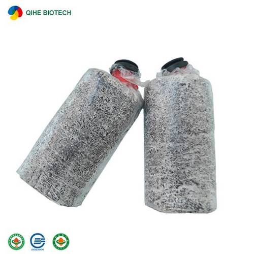King Oyster Mushroom Fungus Spawn Substrate Grow Bags