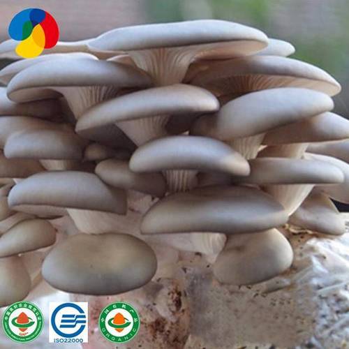 How To Grow Mushrooms in Buckets Complete Guide  GroCycle