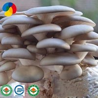 Qihe Cultivated High Quality Oyster Mushroom Spawn Bags