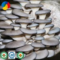 Qihe Cultivated High Quality Oyster Mushroom Spawn Bags