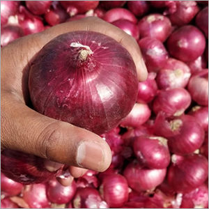 Red Onion Shelf Life: 1 Months