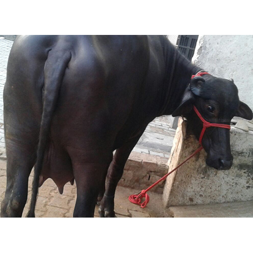 Mature Murrah Buffalo