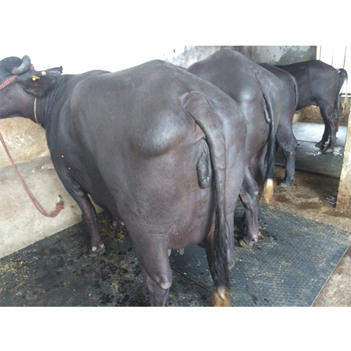 Our Farm Pure Breed Murrah Buffalo