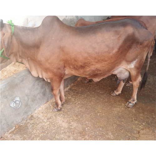 Pure Sahiwal Cow