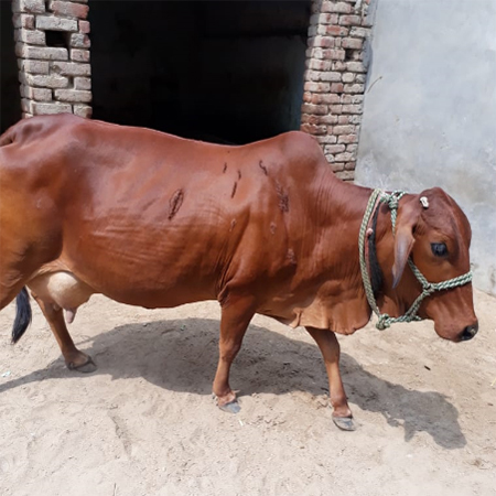 Brown Sahiwal Cow