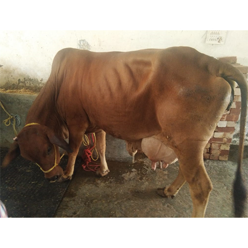 Sahiwal Cow
