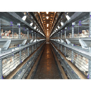 Poultry Battery Cages