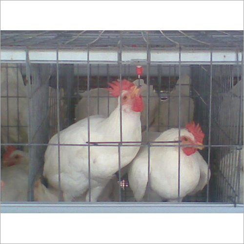 Water Nipple Drinker For Breeder