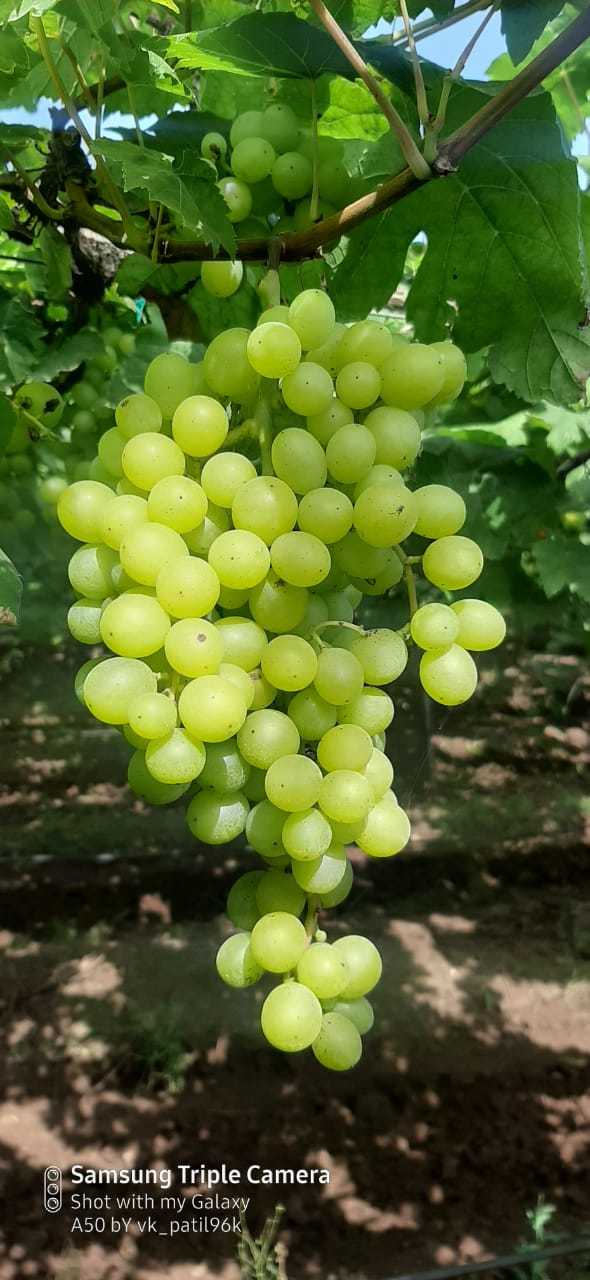 Grape