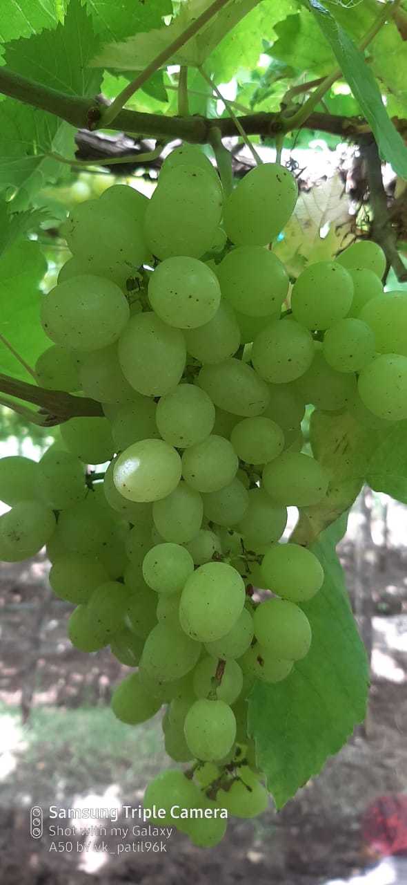 Grape
