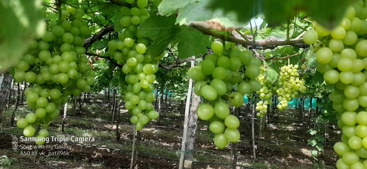 Grape