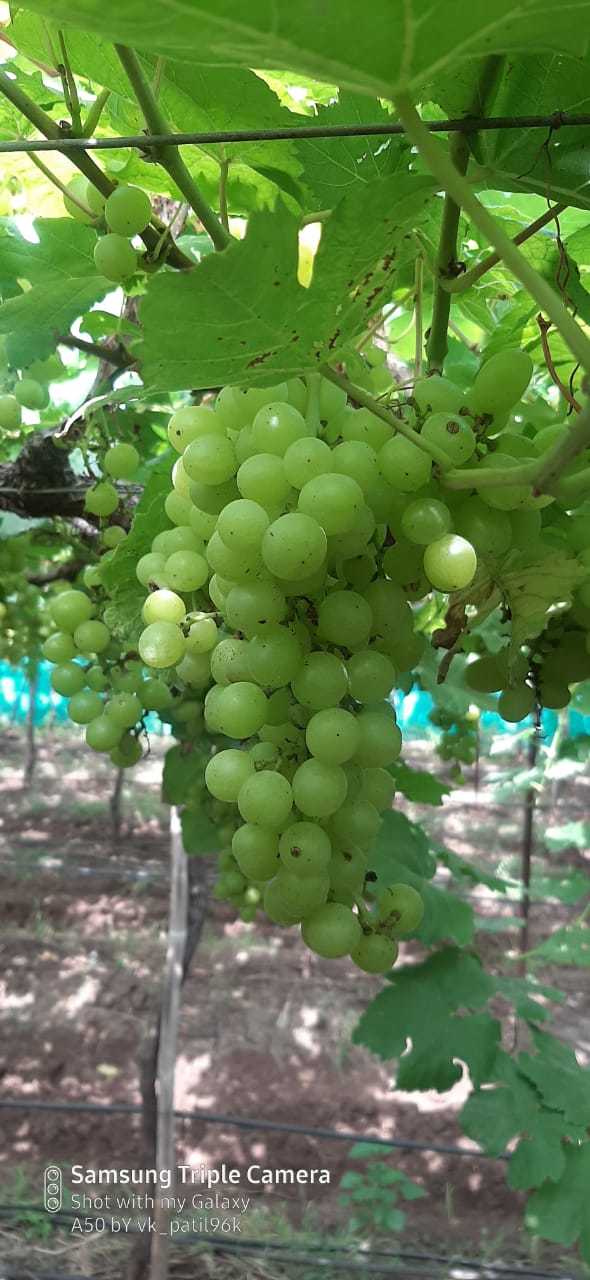 Grape