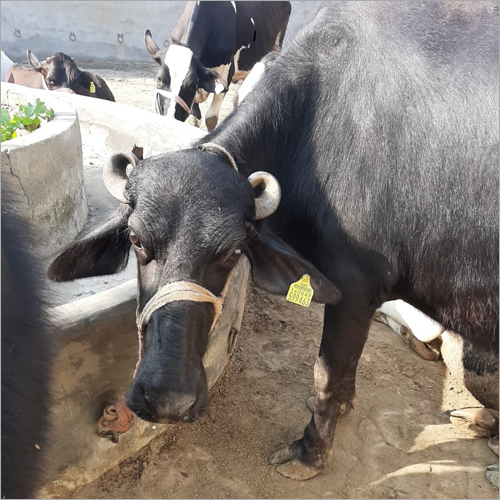 Black Desi Murrah Bull