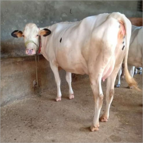 Tharparkar White Hf Cow