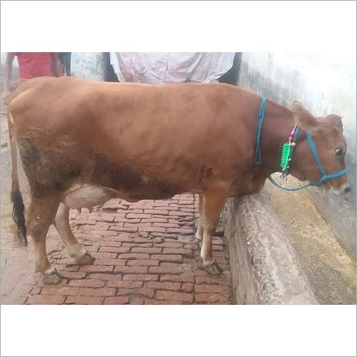 Haryanvi Jersey Cow