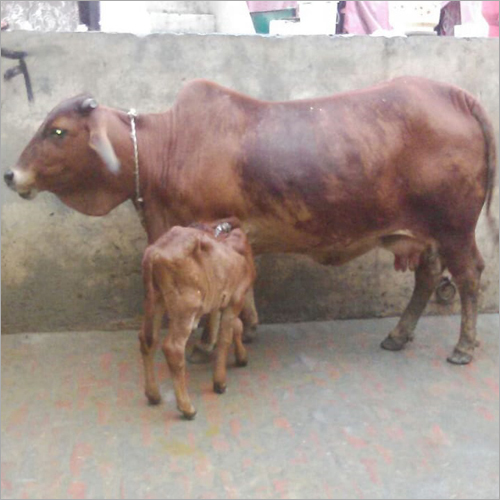 Brown Sahiwal Cow