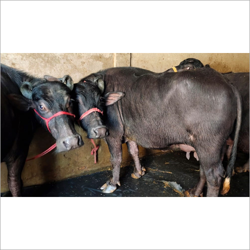 Cattle Black Murrah Buffalo