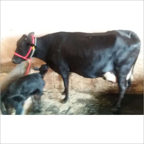 Black hf cow