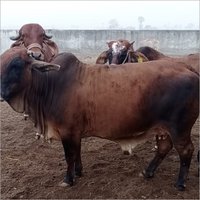 Jersey Cow