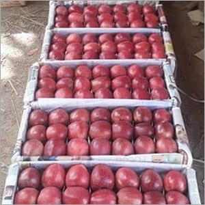 Apple Apple