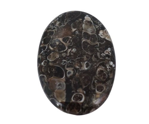 Black Healing Turritella Loose Gemstone