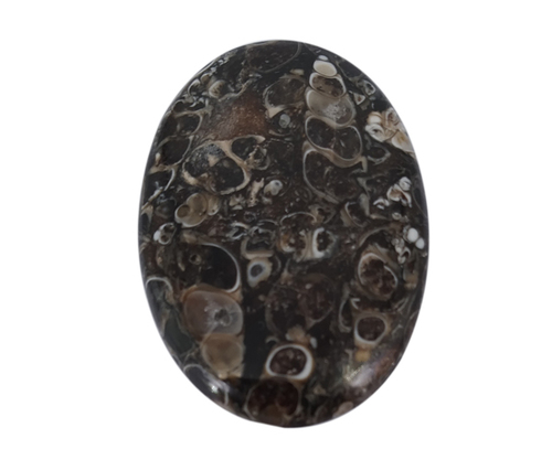 Healing Turritella Loose Gemstone