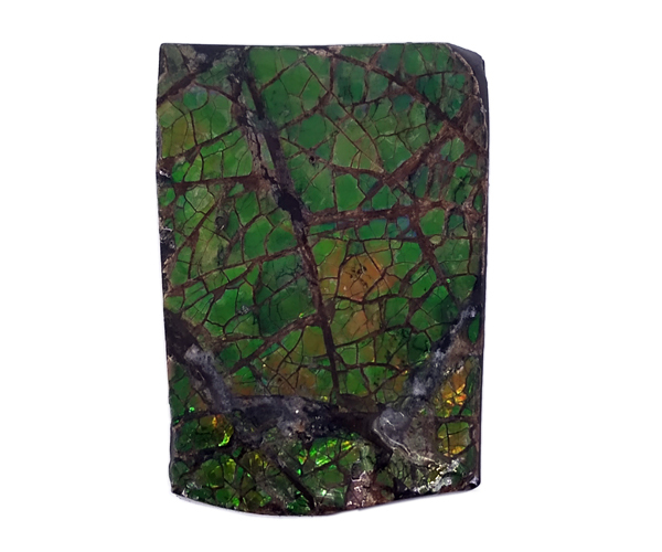 Eye-Catching Synergy Ammolite Gemstone