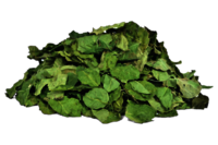 Moringa Oleifera