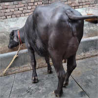 Murrah Breed Buffalo