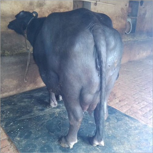 Murrah Buffalo