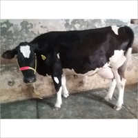 HF Cow