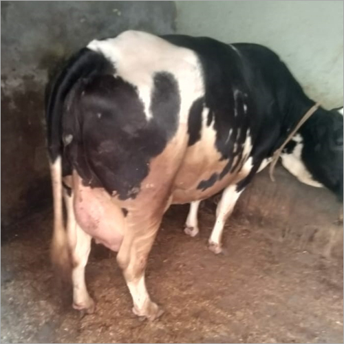 HF Jersey Cow