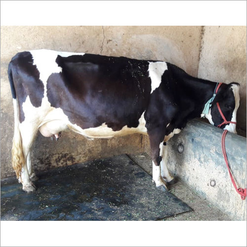 Black And White Pure Hf Cow