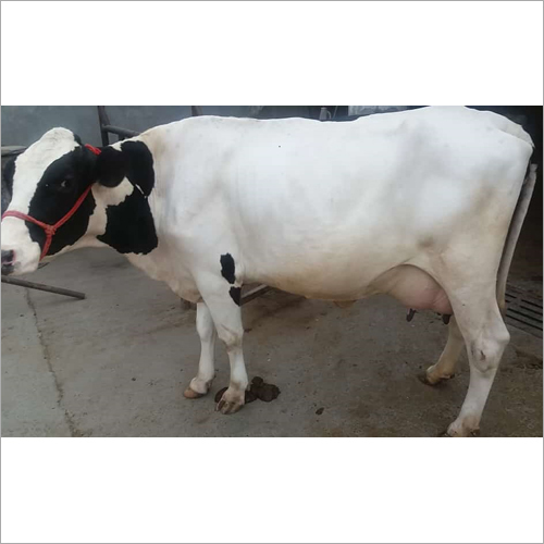 White HF Cow
