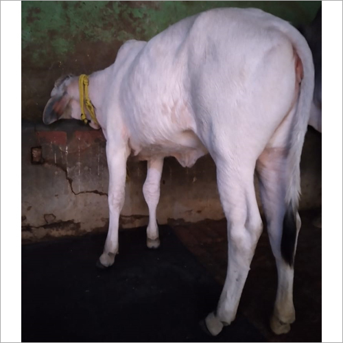 White Desi Cow