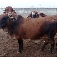 Sahiwal Cow
