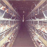 Poultry Chicken Battery Cages